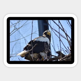 Stellar Sea Eagle Sticker